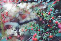 Berries by Katharina Mayer