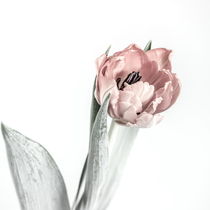 Tulpe von sven-fuchs-fotografie