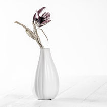 Vertrocknete Tulpe von sven-fuchs-fotografie