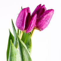 Tulpen by sven-fuchs-fotografie