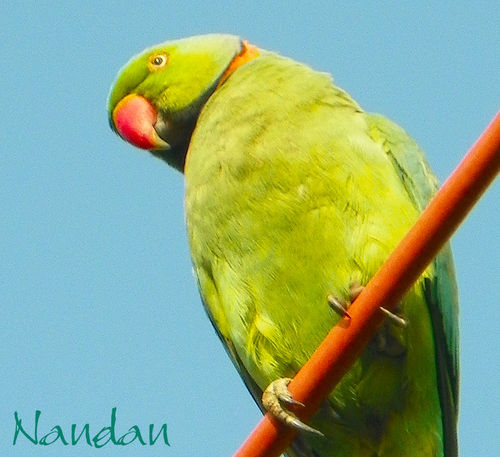 Parrot-on-red-line-closeup