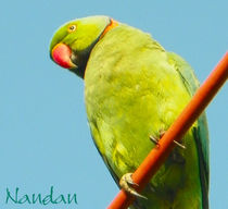 Rose Ringed Parakeet by Nandan Nagwekar