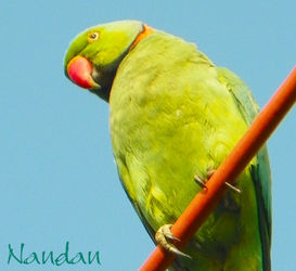 Parrot-on-red-line-closeup