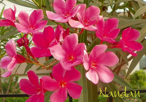 Flowers-pink-bunch