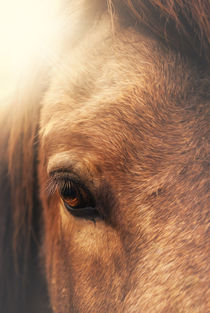 Equine eye by Marcus Hennen