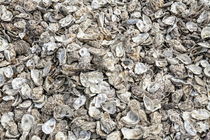 Oyster shells by Dave Milnes