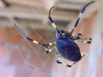 Nephila spider von Fabio Da silva