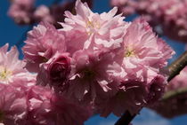 Japanische Kirschblüten von Rainer F. Steußloff