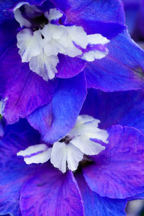 Blüten Blau von Stephan Gehrlein