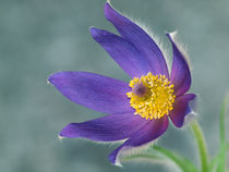 Blütenmakro, Küchenschelle, pulsatilla, pasque flower, blue by Dagmar Laimgruber