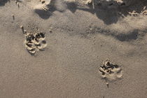 Hundespuren im Ostseesand von Simone Marsig