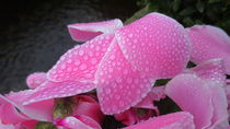 Regentropfen auf Blume :) von Claudia von der Lippe