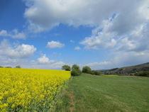 Rapsblüte links, Grasland rechts und darüber ein Himmel...  by Claudia von der Lippe