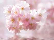 Im Rausch der Blüten by foto-m-design