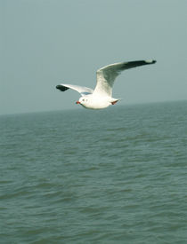 Sea Gull in flight by Nandan Nagwekar