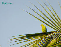 Parakeet on Palm by Nandan Nagwekar