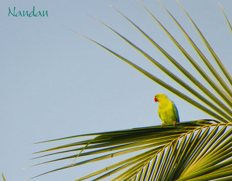 Parrot-on-palm-cropped