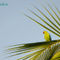 Parrot-on-palm-cropped