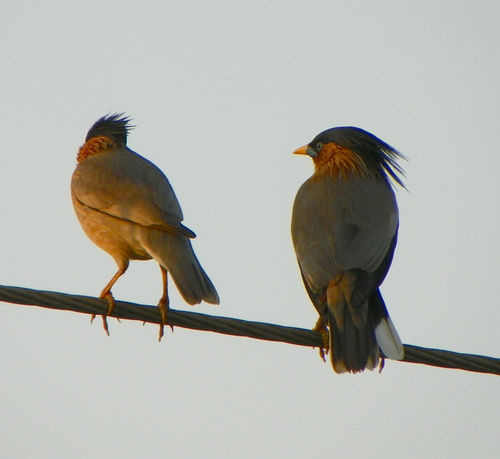 Bird-braminy-starling