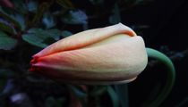 "Eigenwillige Tulpe" von artofirenes