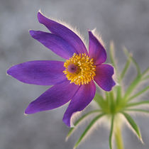Blütenmakro, Küchenschelle, pulsatilla, pasque flower, blue by Dagmar Laimgruber