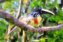 The colorful bird von Wolfgang Pfensig