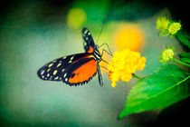 Monarch Butterfly by Natalia Klenova