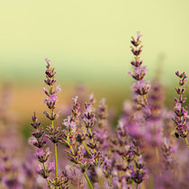 lavender field von Natalia Klenova