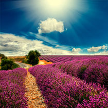 lavender field  by Natalia Klenova