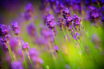 Lavender Flowers von Natalia Klenova