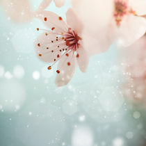 Pink cherry blossom  von Natalia Klenova