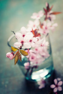Spring Cherry blossoms von Natalia Klenova