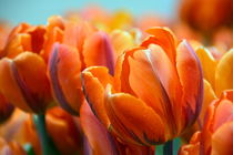 Tulpenpracht by gugigei