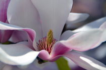 Magnolienblüte by gugigei