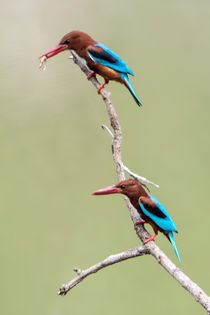 Kingfishers on a branch by Pravine Chester