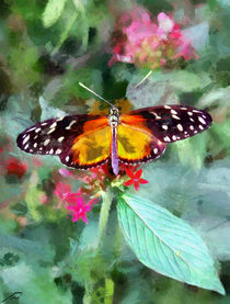 butterfly von Wolfgang Pfensig