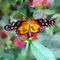 Butterfly-1319740-dap-pino