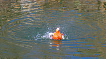 Duck takes off from water von Yuri Hope