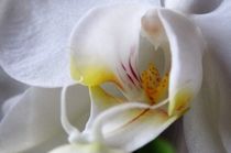 Orchidee  von artofirenes