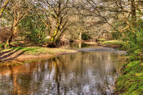 New Forest Waters by Malc McHugh