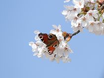 Tagpfauenauge trifft Kirschblüte by Anja  Bagunk