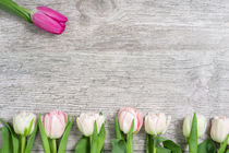 White Tulips in a Row and a pink One by Gerhard Petermeir