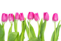 Row of long, pink Tulips von Gerhard Petermeir
