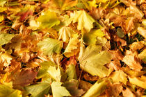 Maple leaves in autumn by Gaukhar Yerk