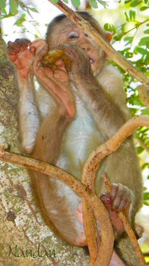 Monkey on the tree by Nandan Nagwekar