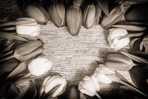 Heart shaped Tulips Art by Gerhard Petermeir