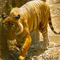 Tiger-closeup-retouched