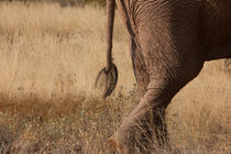 Elephant Tail by Milton Cogheil