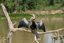Snakebird in the Pantanal by Milton Cogheil