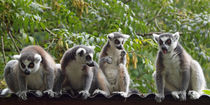 Lemur katta, ringtailed lemur, meeting, Madagaskar von Dagmar Laimgruber